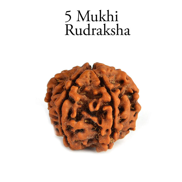 Rudraksha 5 Mukhi - Healing Crystals India